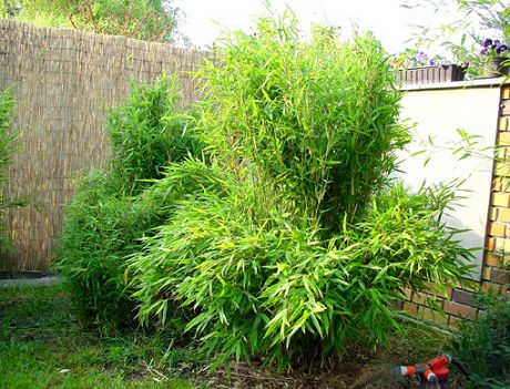 Bambus Jumbo