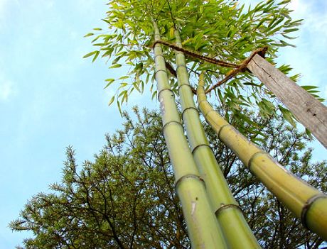 Blick 15 Jahre alter Bambus