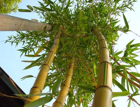 Blick Bambus Garten hinten